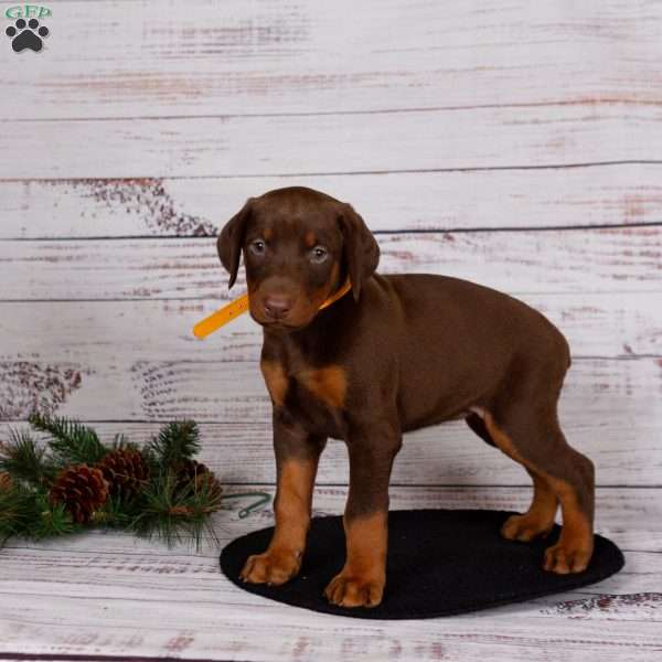 Jessica, Doberman Pinscher Puppy